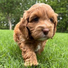 McGEE - Red and white male Cockapoo puppy in Bristow, Oklahoma from 10-Acre Woods Cockapoos