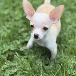 Pinto - Cream and white male Chihuahua puppy in Amity, Pennsylvania from Rhoda and Verna
