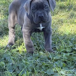 Girl 2 - Cane Corso puppy from Revolutions Kennel