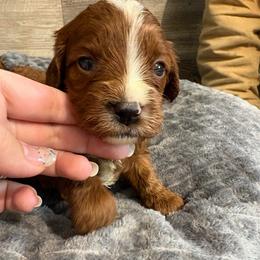 Julieanne - Red female Cavapoo puppy in Osseo, Michigan from Smiths Fluffy butts