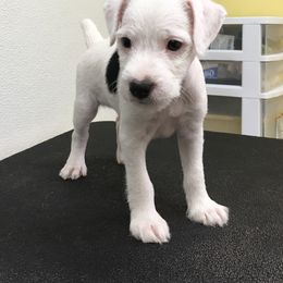 Jack Russell Terrier Puppies from Huckle Hill Jack Russell Terriers