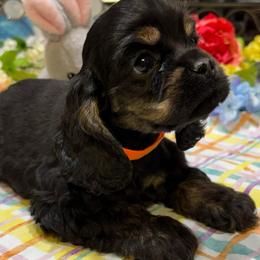 MIAs AKC CH bloodlines Black and Tan Girl with orange collar - Black and tan female Cocker Spaniel puppy in Pensacola, Florida from Barbara Richards' Cocker Kennel, Pensacola, FL