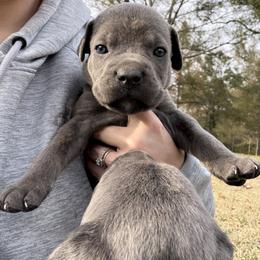 Tan - Gray brindle male Cane Corso puppy in Opelousas, Louisiana from Azelees Cane Corso