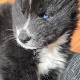 Journee - Black female Siberian Husky puppy in East Tawas, Michigan from BurnsBerg's Woolies