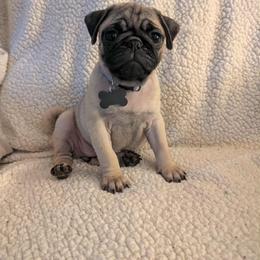 Pug Puppies from Lisa's Pugalicious Pugs