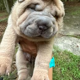 Jill - Isabella dilute female Chinese Shar-Pei puppy in North Carolina from Amy Mahaffey's Chinese Shar-Pei