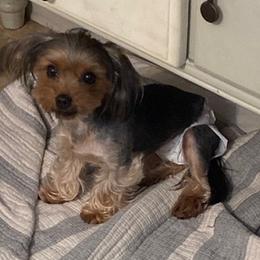 Yorkshire Terriers from Moralez Yorkies