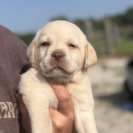 Honor - Champagne female Dilute Retriever puppy in Baldwin City, Kansas from Hedge Lane Labradors