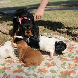 Cavalier King Charles Spaniel Puppies from Critter's Cottage Cavaliers