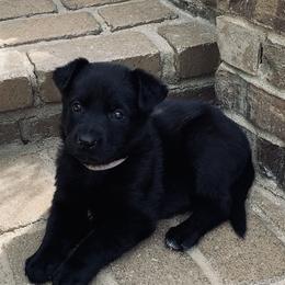 Purple Collar girl - Black female German Shepherd puppy in Batesville, Mississippi from Shepherd Farms
