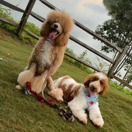 Poodles from Amore’ Poodle Co.