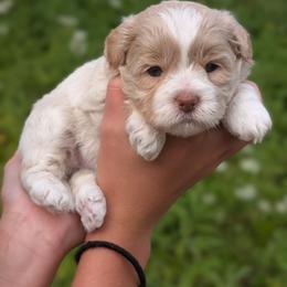 Sandy - Gold and white female Shihpoo puppy in Coshocton, Ohio from Forever Family Puppies