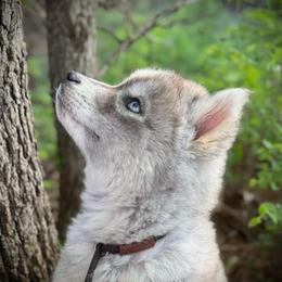 Archer - Agouti and white male Siberian Husky puppy in Perkins, Oklahoma from A-Dream Pomsky Kennel