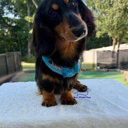 Valentino - Black and tan male Dachshund puppy in Imperial, Missouri from Bea’s Dackel Haüs