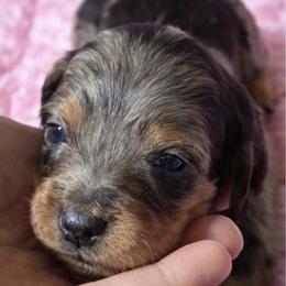 Freckles - Dapple female Dachshund puppy in Salem, Oregon from Longdox Mini Dachshunds