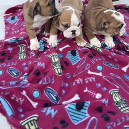 Bulldog puppies from Tiffany Thelen's Bulldogs
