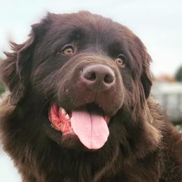Newfoundlands from Little River Newfoundlands