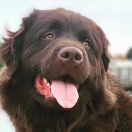 Newfoundlands from Little River Newfoundlands