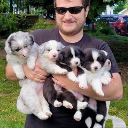 Border Collie Puppies from Hounds of Rabbit Hill