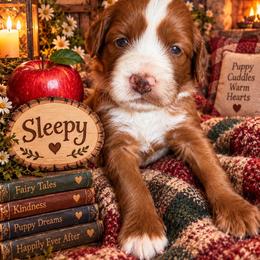 Sleepy (7 dwarfs theme) - Red  female Goldendoodle puppy in Ozark, Missouri from Halo Doodles