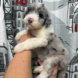 Cupid - Blue merle and white female Sheepadoodle puppy in Greeneville, Tennessee from Smokey Mountain Sheepadoodles