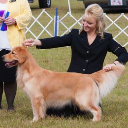 Golden Retriever All Grown Up from Suthern Gold Golden Retrievers