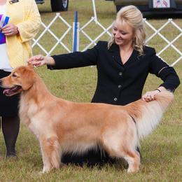 Golden Retriever All Grown Up from Suthern Gold Golden Retrievers