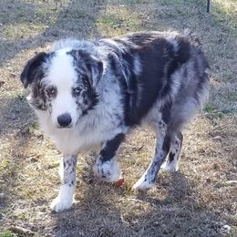 Lily - Australian Shepherd