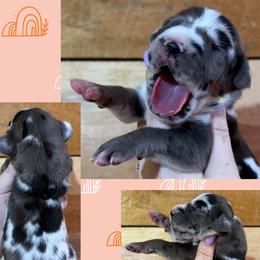 BLOOM - Harlequin female Great Dane puppy in Wellsville, New York from Prophecy Danes