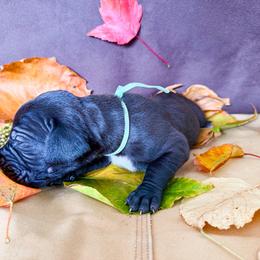 Hollywood - Black female Great Dane puppy in Climax, Michigan from Beaver Creek Danes