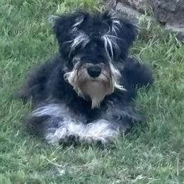 Bear - Miniature Schnauzer