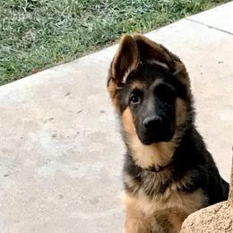 German Shepherd Puppies from Central Coast German Shepherds