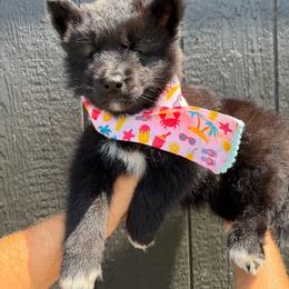 Cobra - Black female Siberian Husky puppy in Folsom, Louisiana from Geaux Fluffy