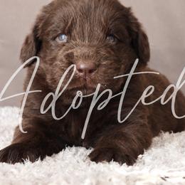 Olive - Brown female Newfoundland puppy in Dalton, Ohio from Newfforu