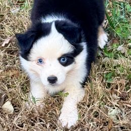 Tin Man - Black tri male Toy Australian Shepherd puppy in Blacksburg, South Carolina from Blue’s Family Aussies