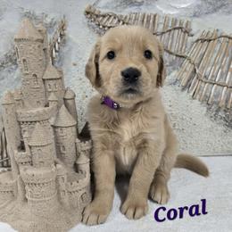 Coral - Light golden female Golden Retriever puppy in Marietta, Oklahoma from Dogs of Diamond B