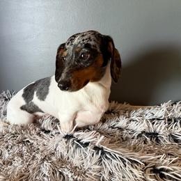 Raine - Dachshund