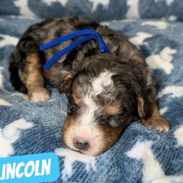 Lincoln - Merle male Bernedoodle puppy in Beecher, Illinois from Erica’s Doodles