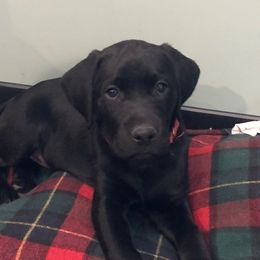 Labrador Retriever Puppies from Cedar Lake Labradors