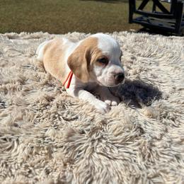 Sunny - Lemon and white male Beagle puppy in Meridianville, Alabama from Spear Haven Beagles (formerly Spear Lake Beagles)