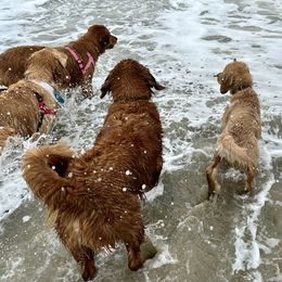 Golden Retriever Puppies from Ruff Life Goldens