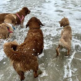 Golden Retriever Puppies from Ruff Life Goldens