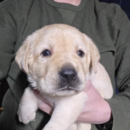 Male 4th Pick - Yellow male Labrador Retriever puppy in Andrews, South Carolina from Leyland Cypress Retrievers