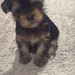 Orion - Black and tan male Yorkshire Terrier puppy in Union, Kentucky from Samantha's Yorkshire Terriers