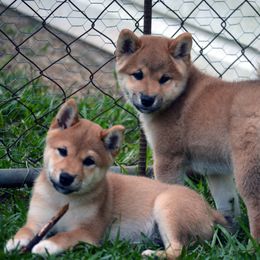 Shiba Inu puppies from Rita and Daniel Montgomery - Cedarwood Siberians and Shibas
