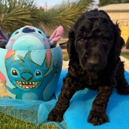 Light blue collar - Black male Poodle puppy in Hesperia, California from Whitesock Standard Poodles