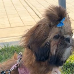 Shih Tzu Puppies from Majestic M Shihtzu’s
