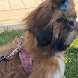 Shih Tzu Puppies from Majestic M Shihtzu’s