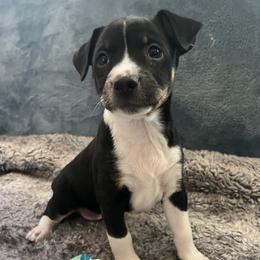 Boston Terrier and Rat Terrier Puppies from SunnyValley Bostons