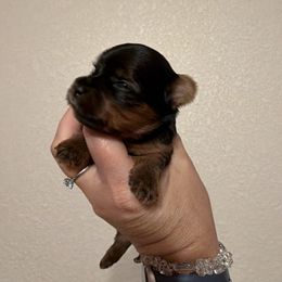 Yorkshire Terrier Puppies from Cuddles of Cuteness